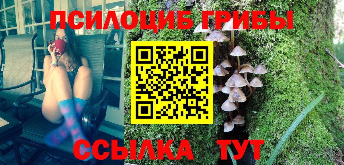 Галлюциногенные грибы Psilocybe Осинники